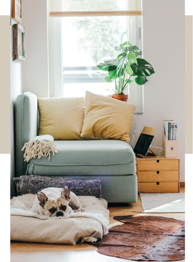 clean living room with dog